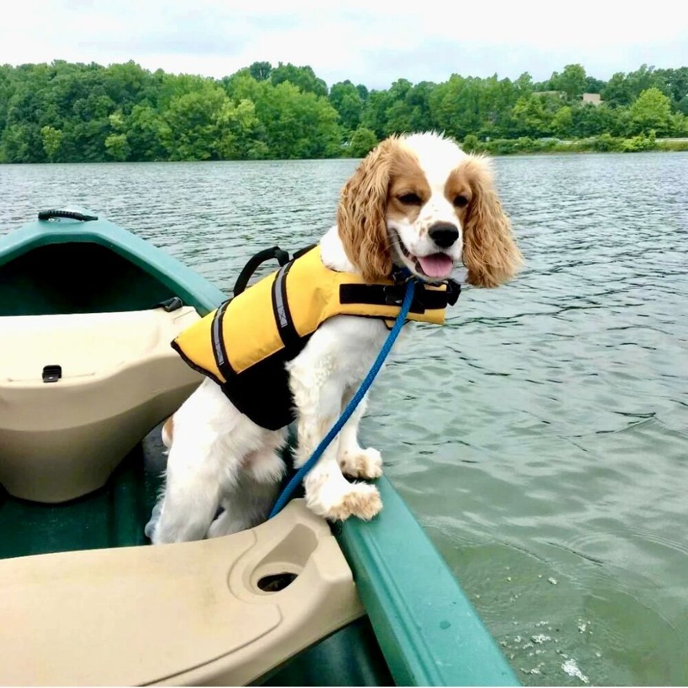 SOLD Pet Swimming Life Jacket XXS  Water Safety Vest Dog Reflctive Swim Harness